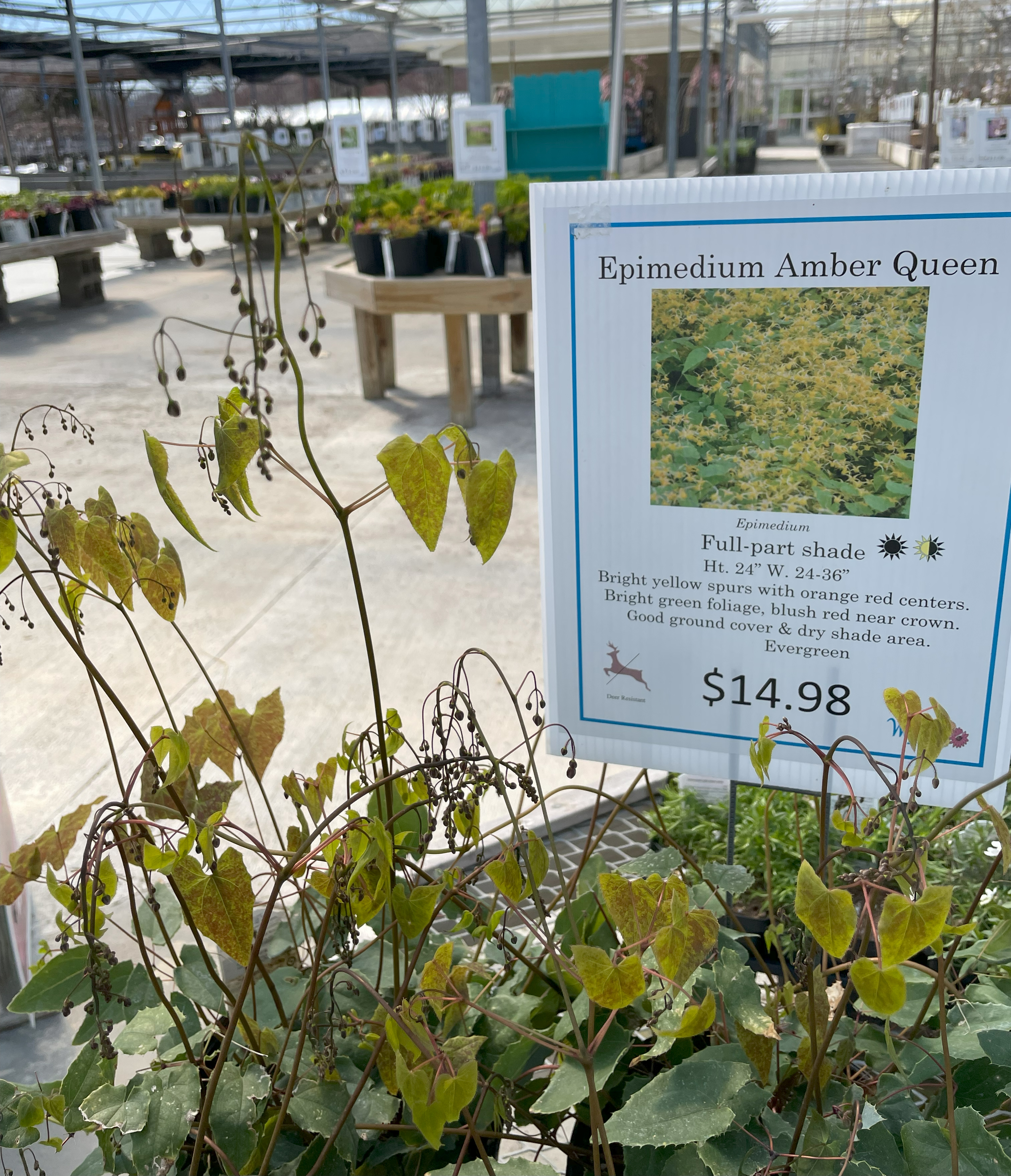 A potted Epimedium 'Amber Queen' plant displayed at a garden center, with a sign describing the plant&rsquo;s features. The sign notes that it thrives in full to part shade, grows 24-36 inches wide and tall, and has bright yellow spurs with orange-red centers and green foliage with blush red near the crown. The plant is labeled as evergreen and costs $14.98.